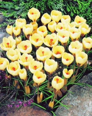 Crocus Bot. Cream Beauty